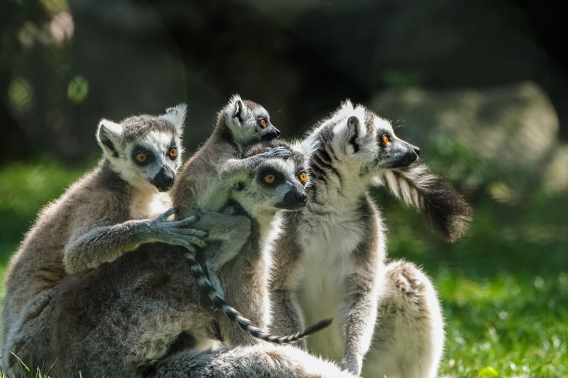 Group Discounts